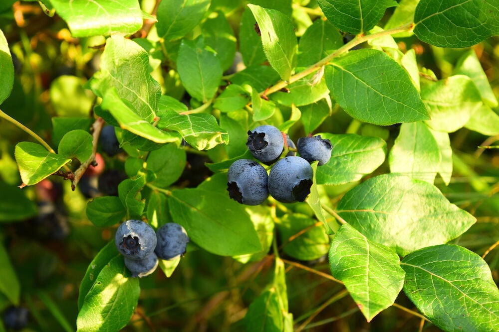 Pensasmustikka suurilla tummilla marjoilla ja vihreillä lehdillä.