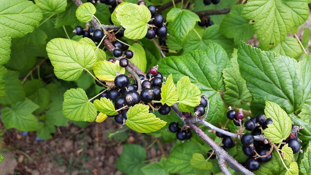 Mustaherukoita pensaassa vihreillä lehdillä.