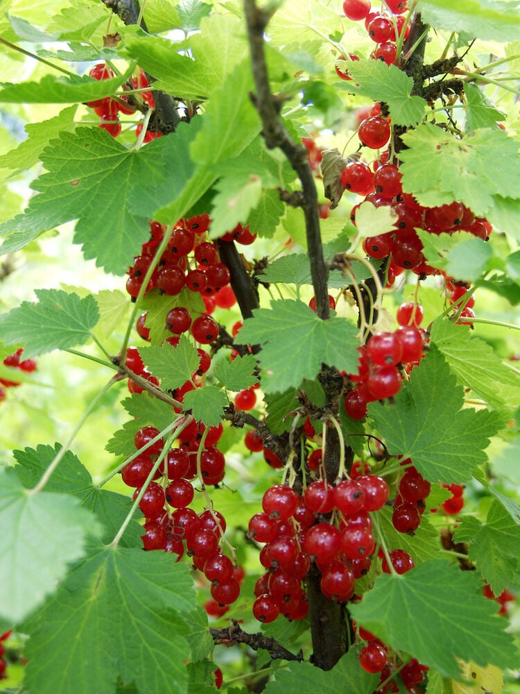Punaherukkakimppuja pensaassa, jossa on vihreitä lehtiä.