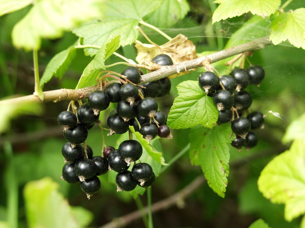 Keskikokoisia mustaherukoita vihreässä pensaassa.