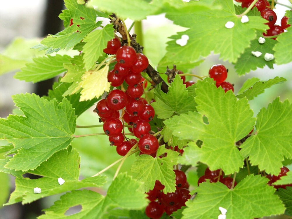 Punaviinimarjaklusterit pensaassa vihreillä lehdillä.