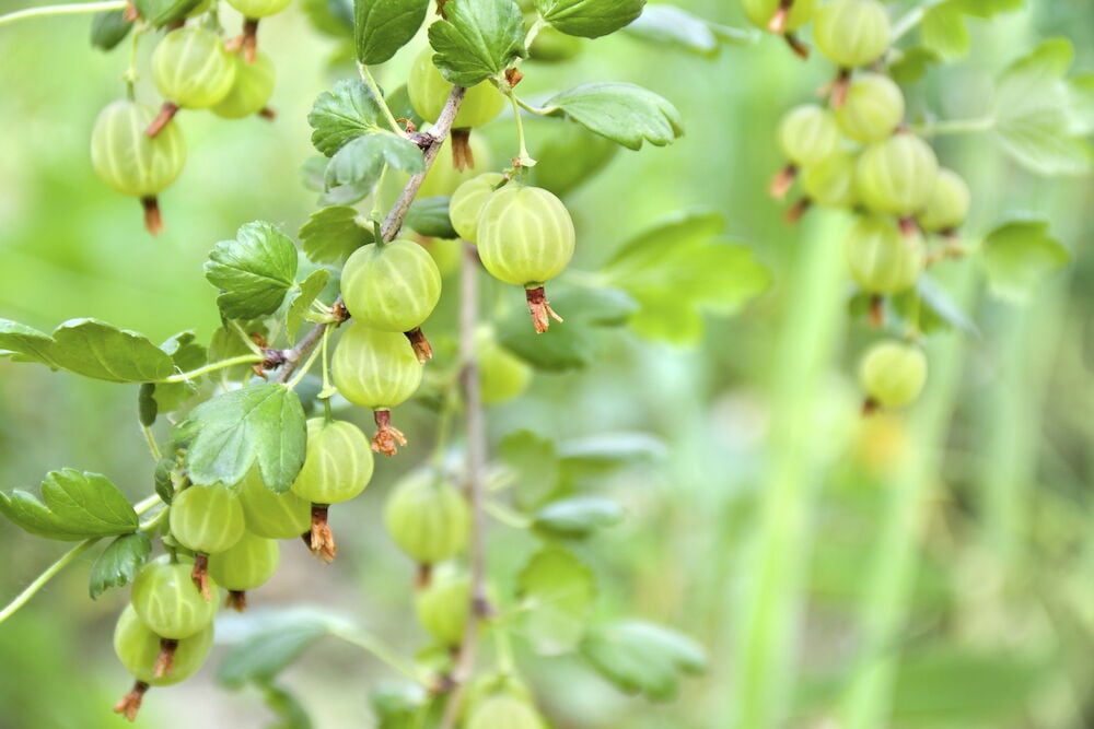 Vihreitä marjoja kasvaa pensaissa, joissa on lehtiä.