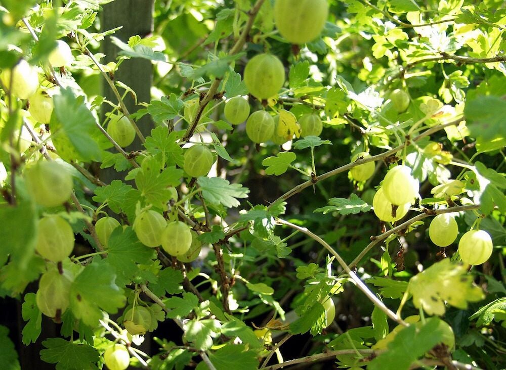 Kypsien keltaisten viinimarjojen ja vihreiden lehtien oksat.
