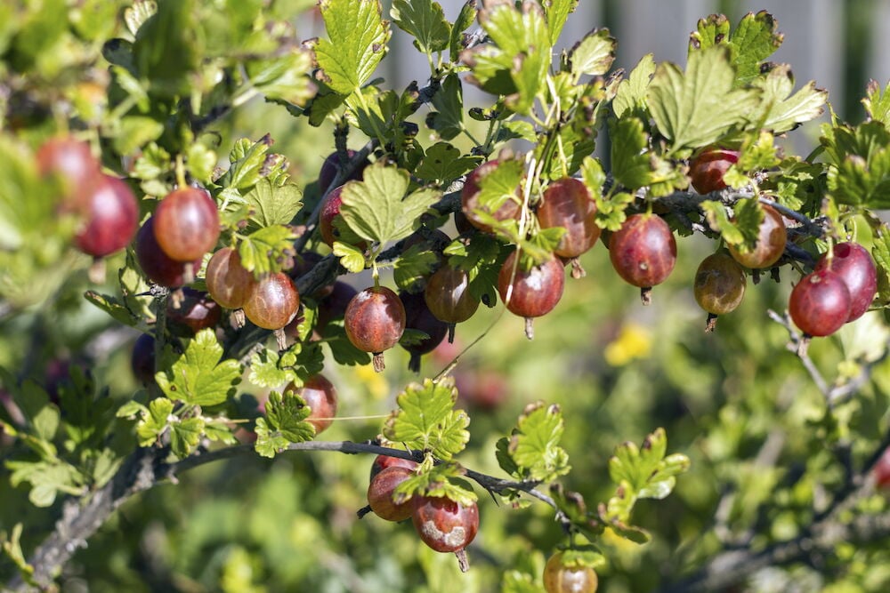 Vihreät ja punaiset karviaiset pensaassa.