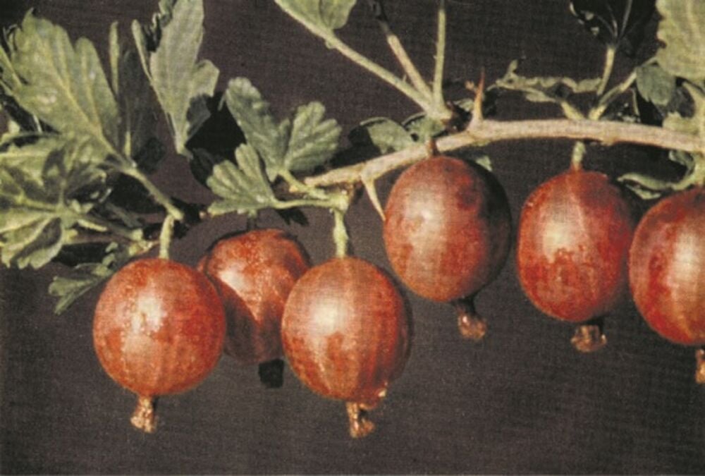 Punaiset karviaiset oksalla vihreiden lehtien kanssa.