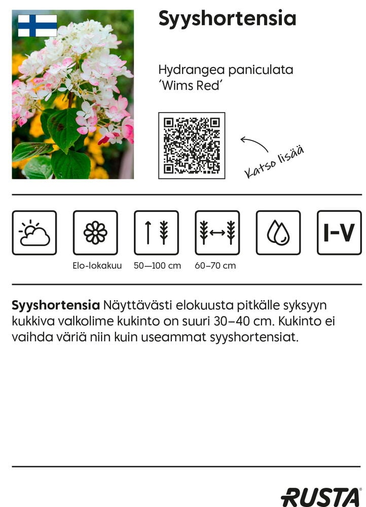 Syyshortensia Wims Red kasvi, jossa valkoisia ja vaaleanpunaisia kartiomaisia kukkaryhmiä.