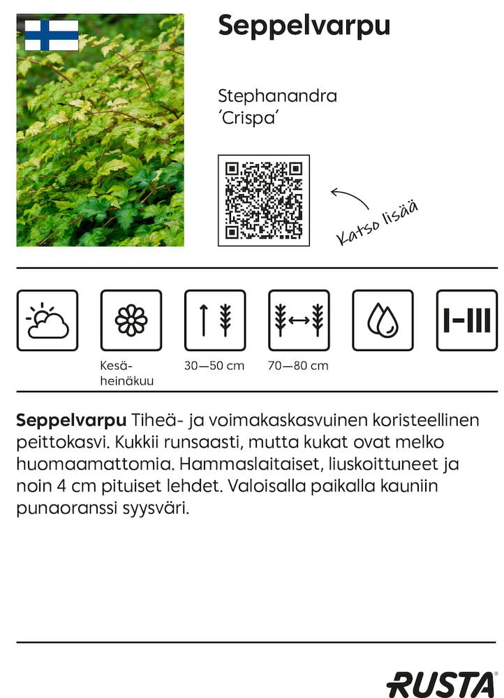 Tiheä, voimakas Seppelvarpu-pensas vihreillä ja kellertävillä lehdillä.