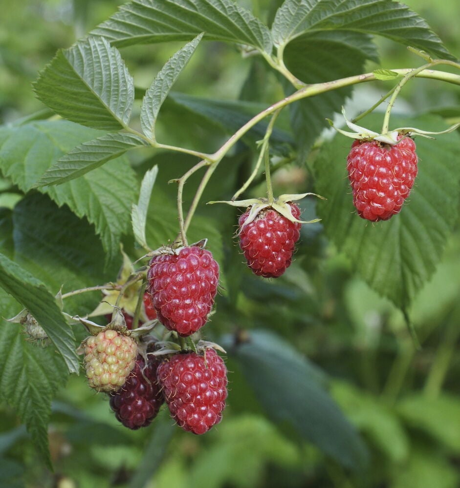 Punaisia vadelmia vihreässä vadelmapensaassa.