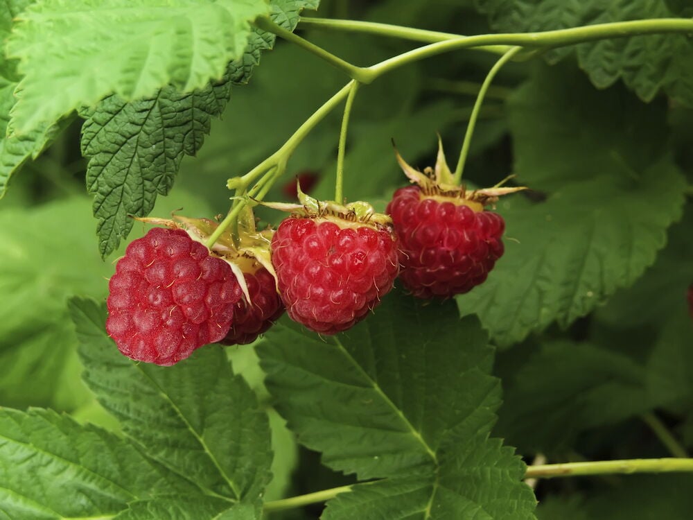 Tuoreita vadelmia oksalla vihreiden lehtien kera.