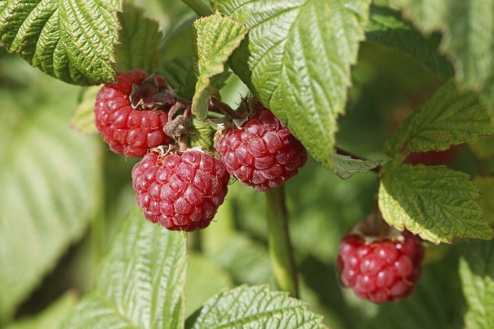 Neljä punaista vadelmaa vadelmapensaassa vihreine lehtineen.