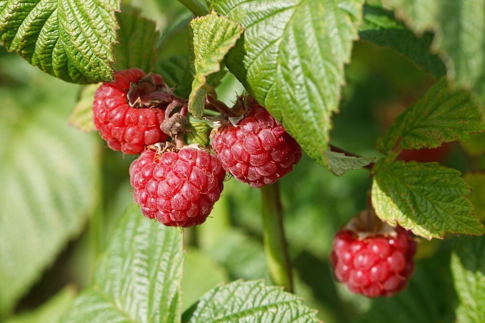 Punaiset vadelmat pensaassa vihreillä lehdillä.