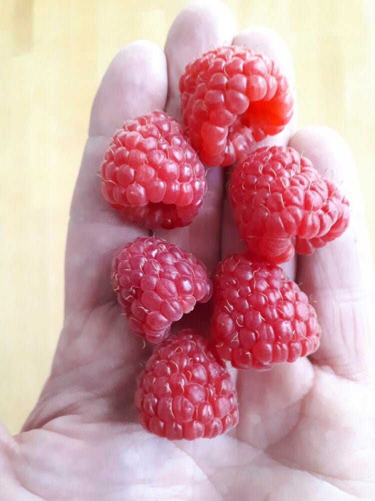 Lähikuva kädestä, joka pitelee useita punaisia Vadelma Suomalainen Stiora.