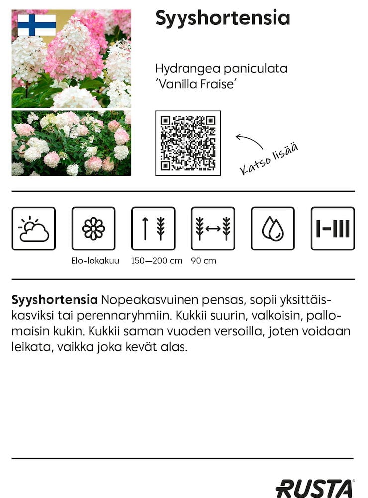 Vihertävä syyshortensia vihreillä lehdillä puutarhaympäristössä.