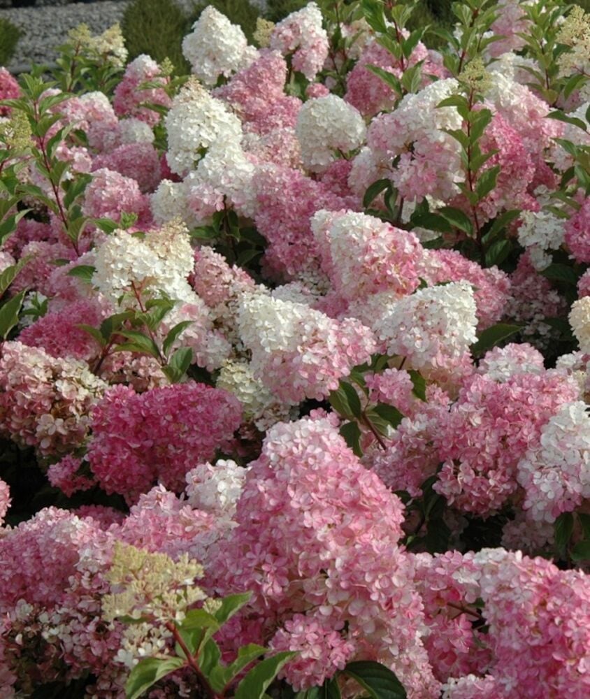 Hortensia, jossa on valkoisia ja vaaleanpunaisia kukkia puutarhassa.