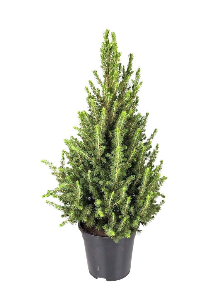 Kartiovalkokuusi - 2