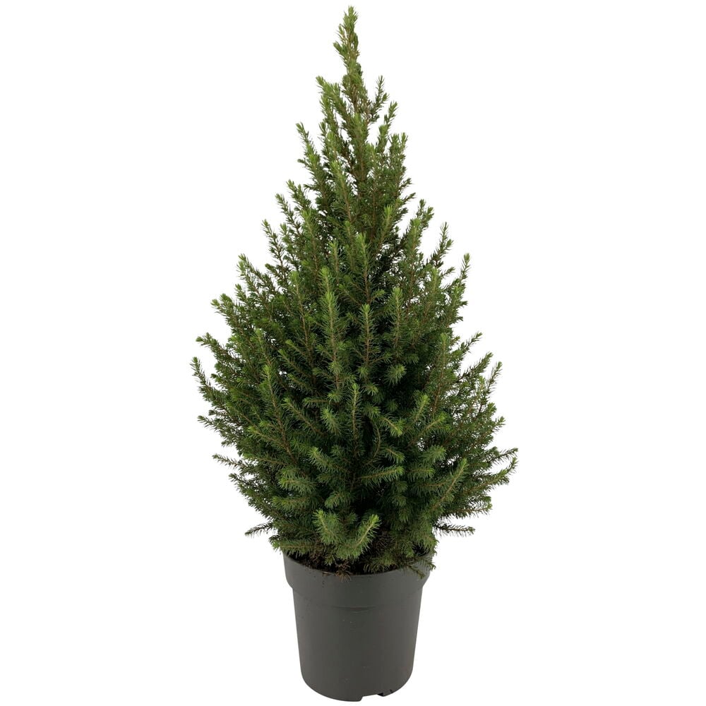 Kartiovalkokuusi - 3