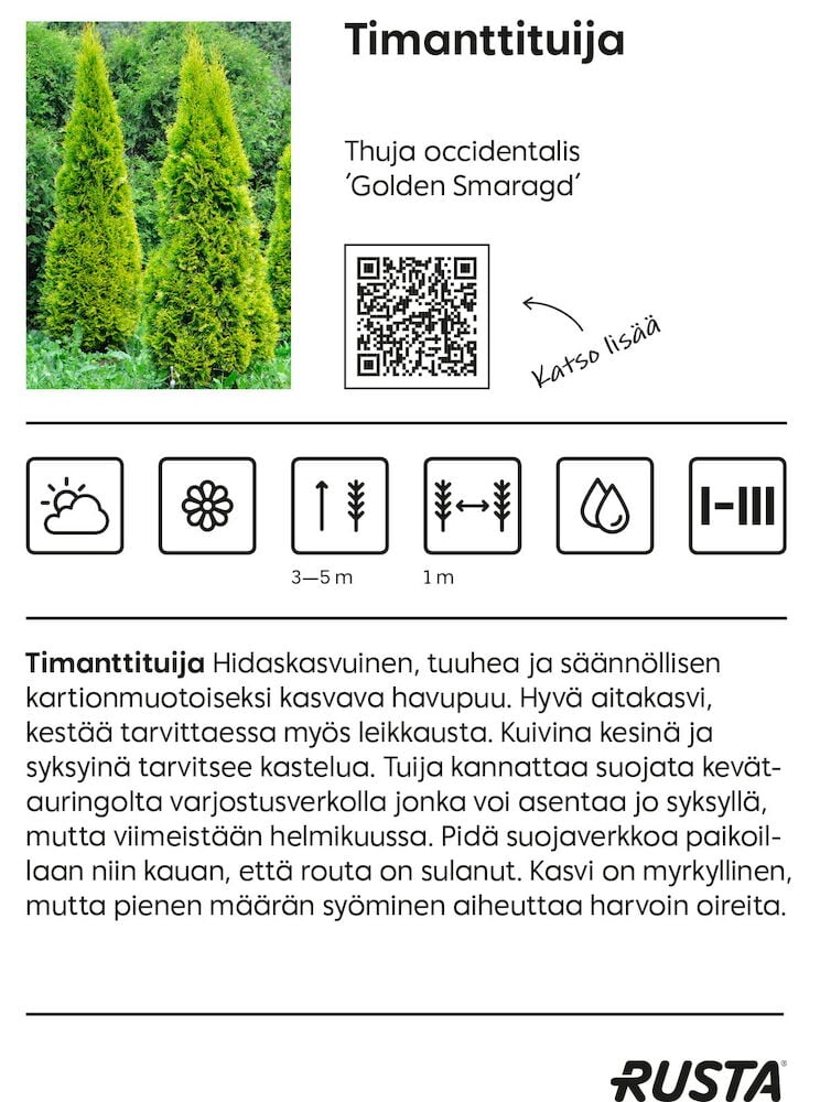 Kaksi keltavihreää pylväsmuotoista Timanttituija Smaragd 80-100 cm kasvia puutarhassa.