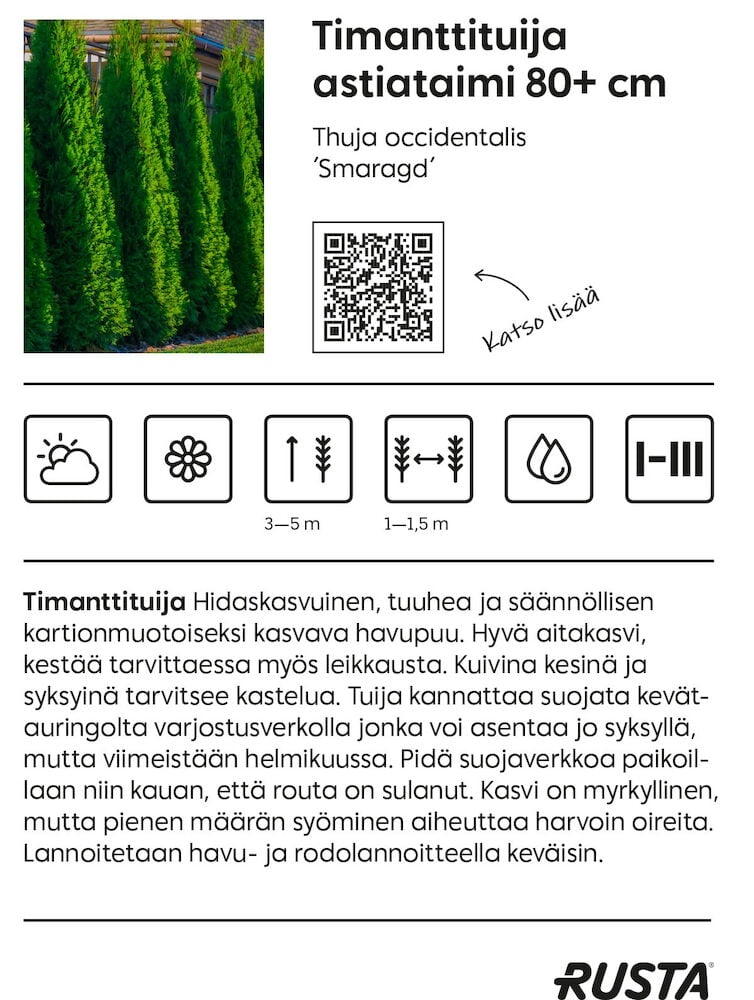Kapea ikivihreä tuija-aita, jossa on tummanvihreät neulaset.