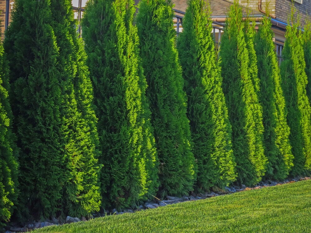 Rivi tiiviitä vihreitä tuija Smaragd -kasveja istutettu ulos.