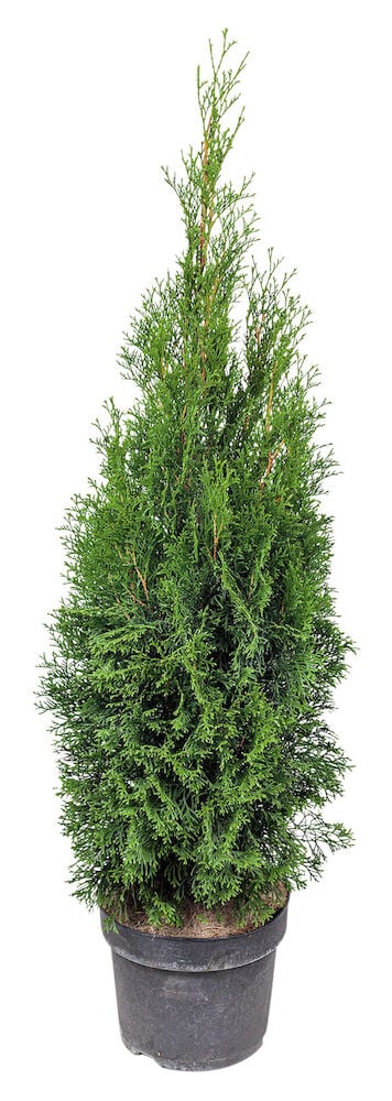 Vihreä tuija smaragdi mustassa pyöreässä muoviruukussa.