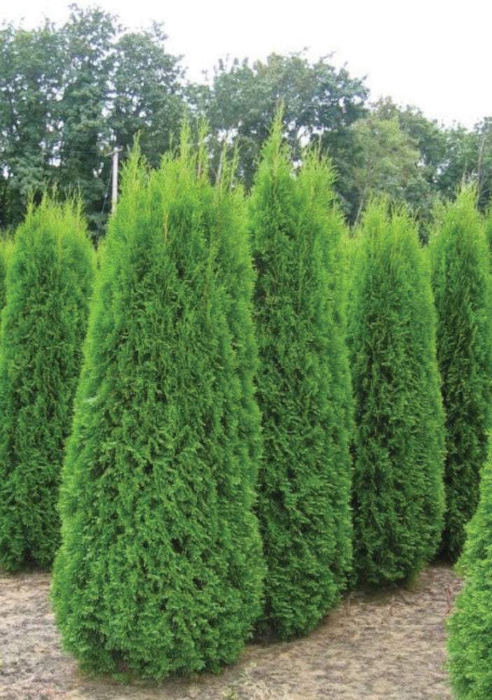 Vihreät tuija smaragd kasvit istutettu ulkona.