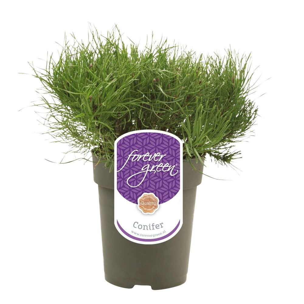 Vihreä havukasvi mustassa ruukussa etiketillä.