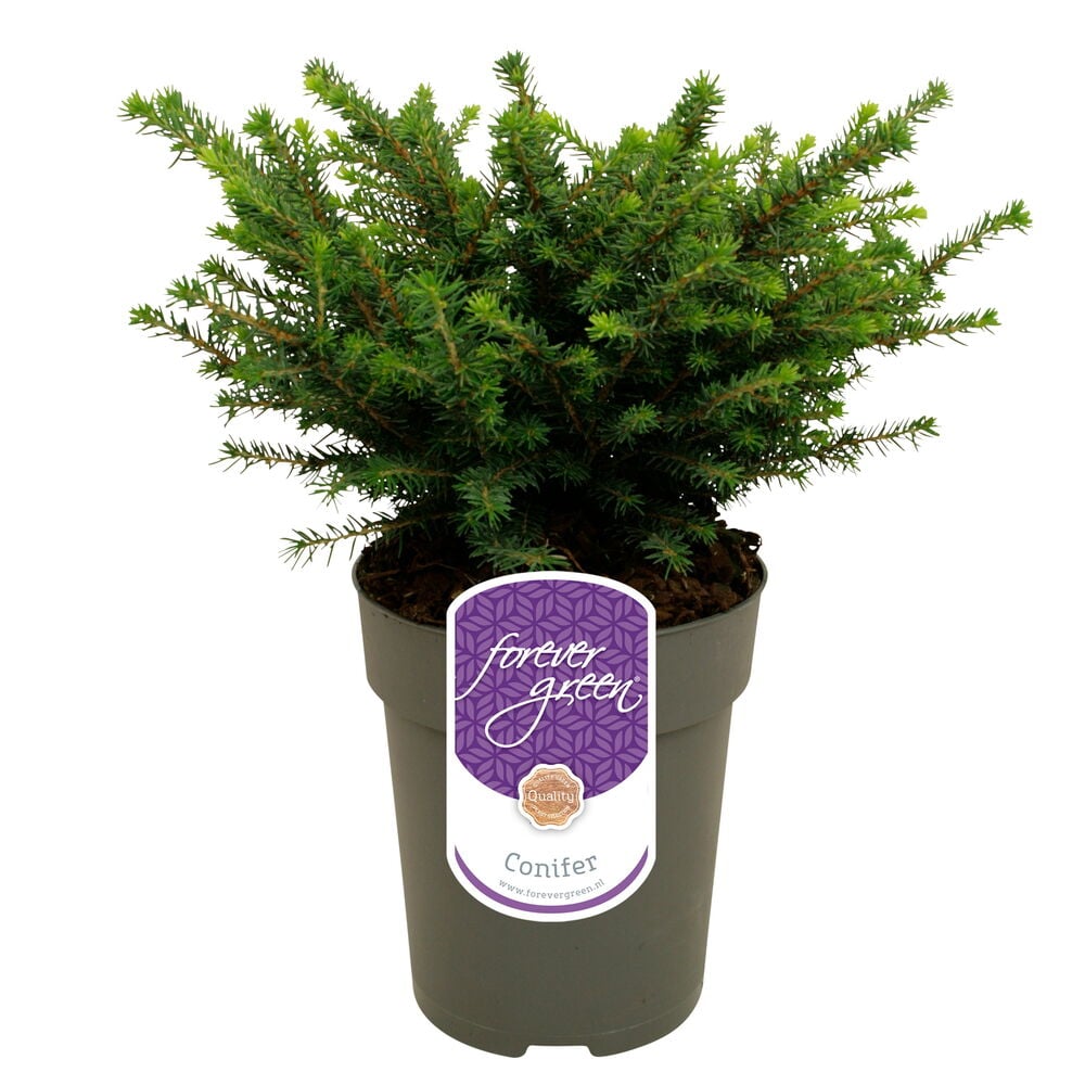 Pieni havukasvi mustassa ruukussa etiketillä.