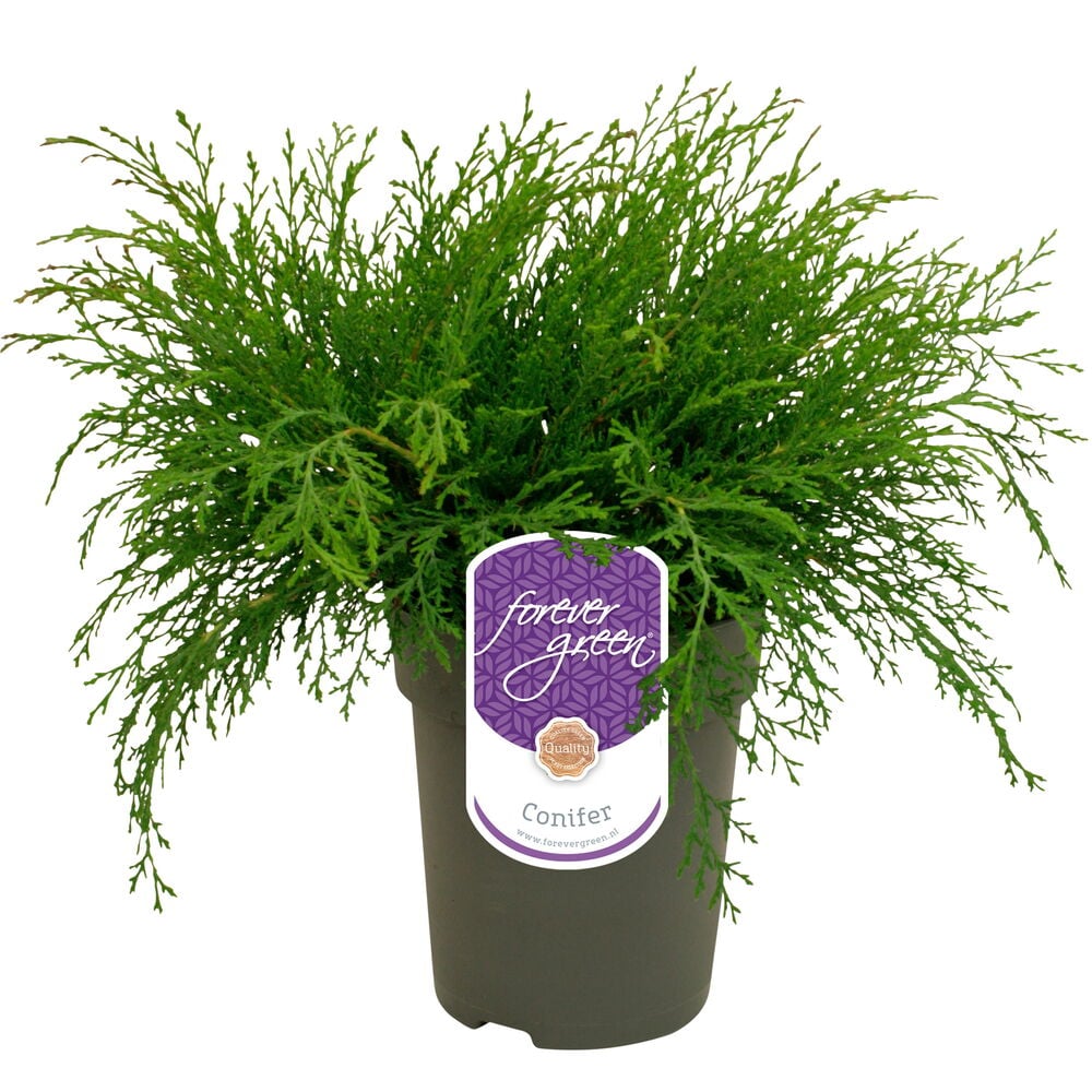 Vihreä havupuu mustassa muoviruukussa puutarhaan.