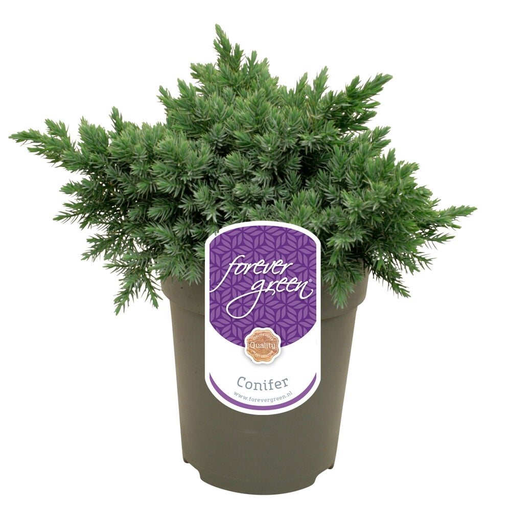 Pieni ikivihreä havukasvi ruskeassa muoviruukussa.