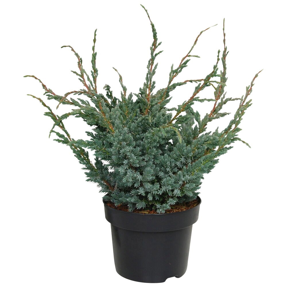 Vihreä havukasvi mustassa muoviruukussa.