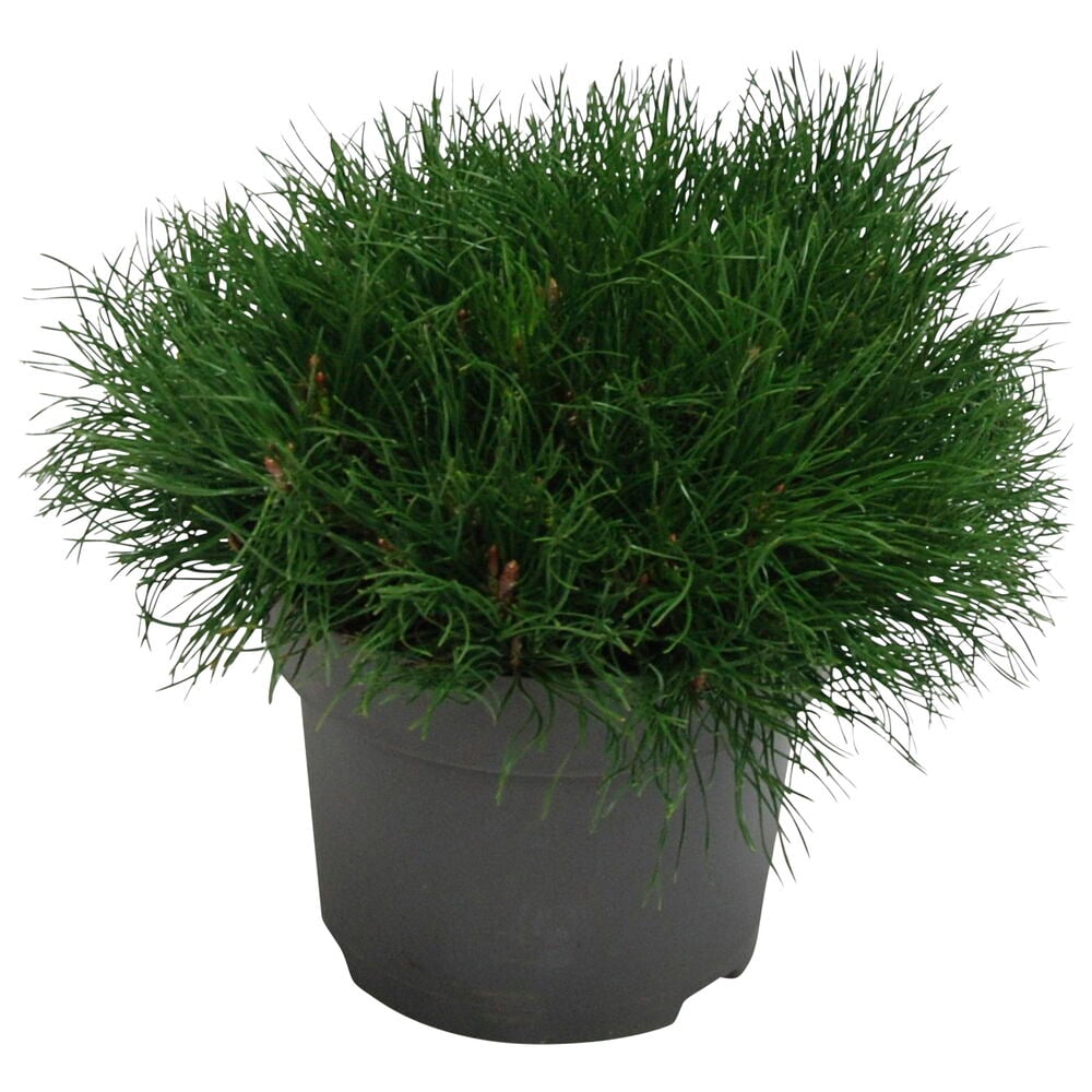 Vihreä havukasvi mustassa muoviruukussa.