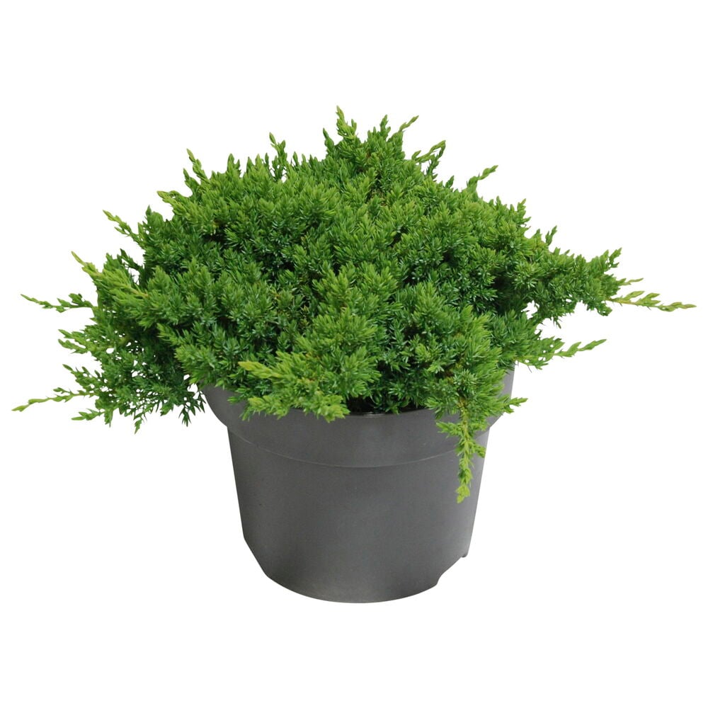 Vihreä havukasvi mustassa muoviruukussa.