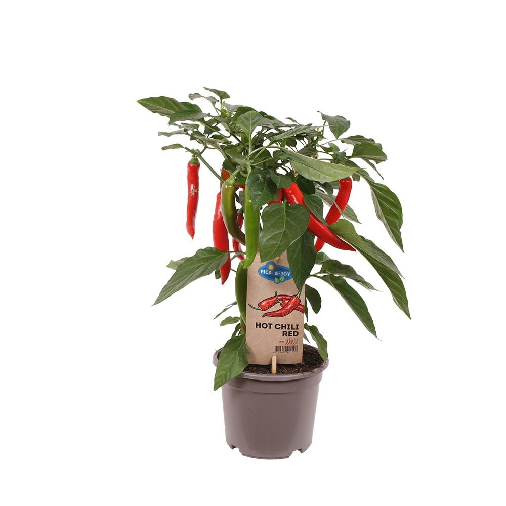 Vihreä chilikasvi punaisilla chilipaprikoilla ruukussa.