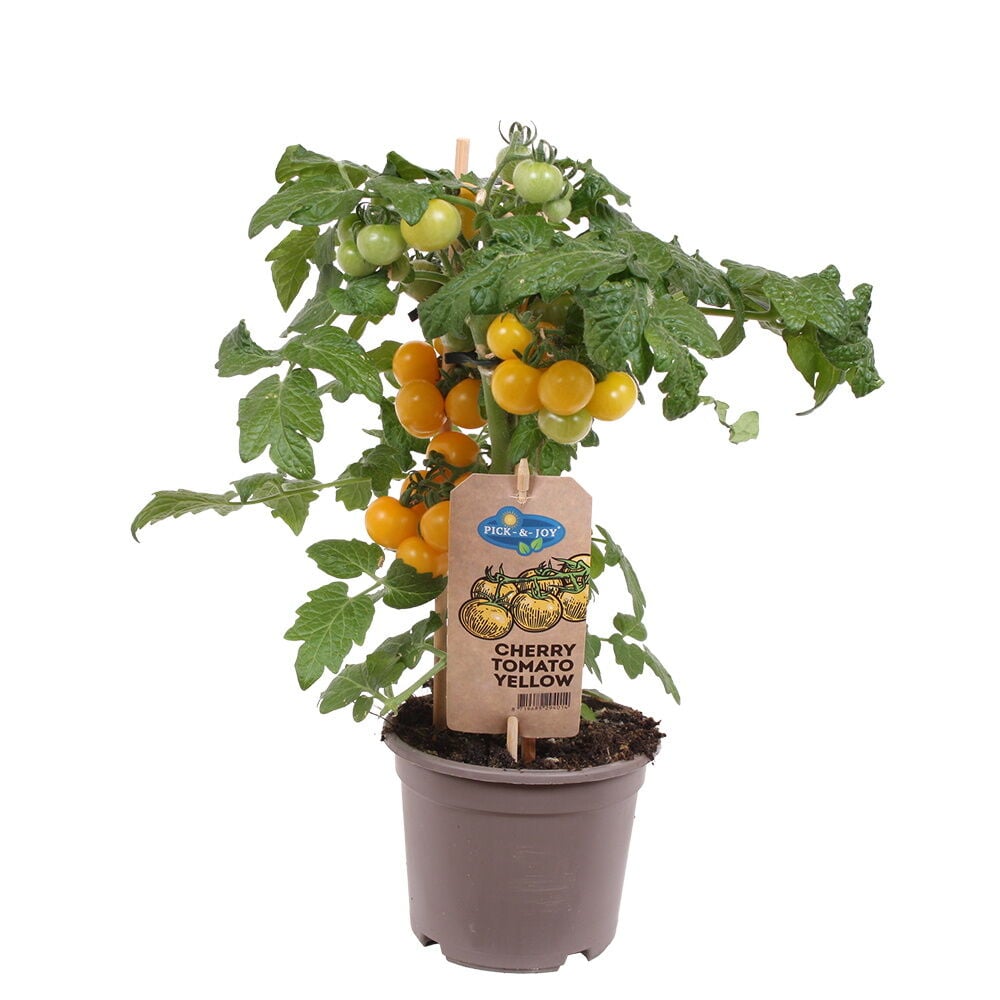 Keltainen kirsikkatomaattikasvi ruskeassa ruukussa lehtien kanssa.