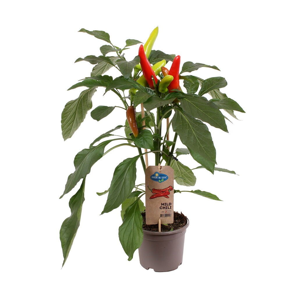 Vihreä chilipensas ruukussa, jossa punaisia hedelmiä.