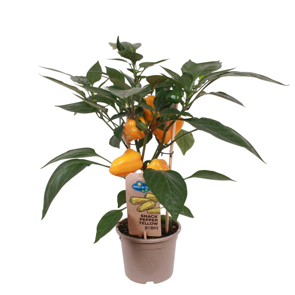 Keltainen paprikakasvi ruskeassa muoviruukussa.