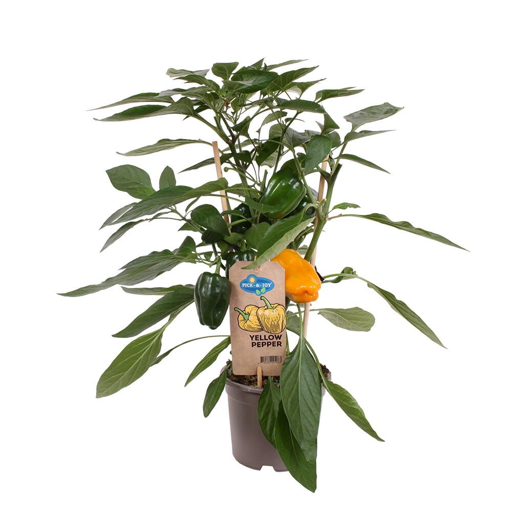 Vihreä paprikakasvi ruukussa etiketillä.