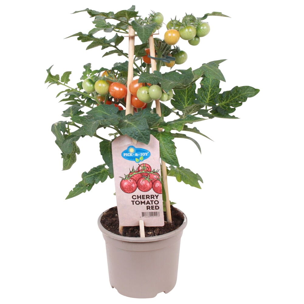 Pensastomaattikasvi ruukussa etiketillä.