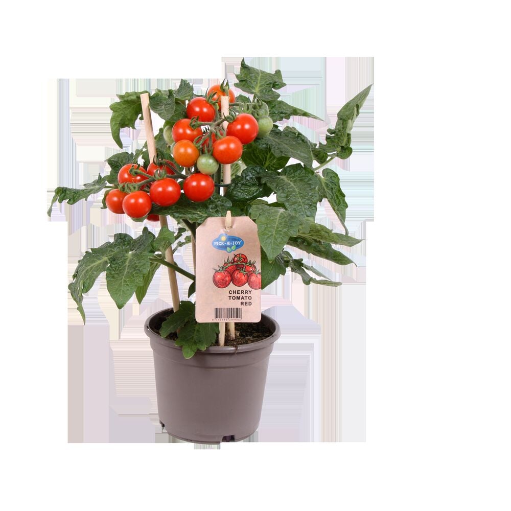 Kirsikkatomaatin taimi, jossa on punaisia tomaatteja ruukussa.