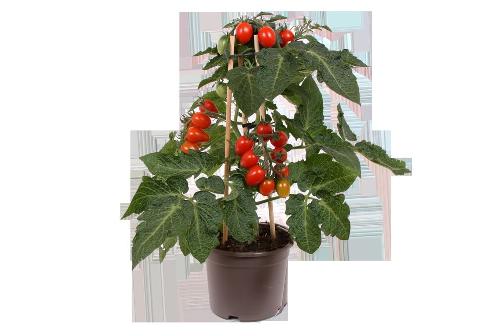 Kirsikkatomaattikasvi, jossa on punaisia tomaatteja muoviruukussa.