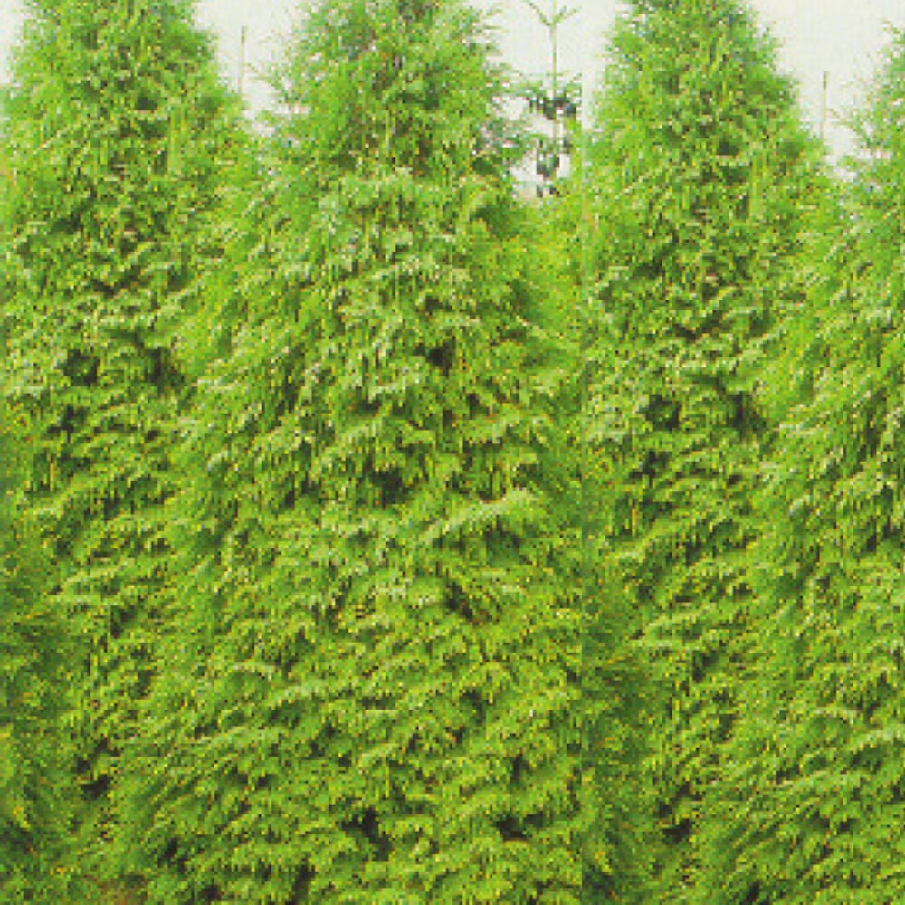 Useita tiheitä pyramidinmuotoisia vihreitä tuijia ulkona.