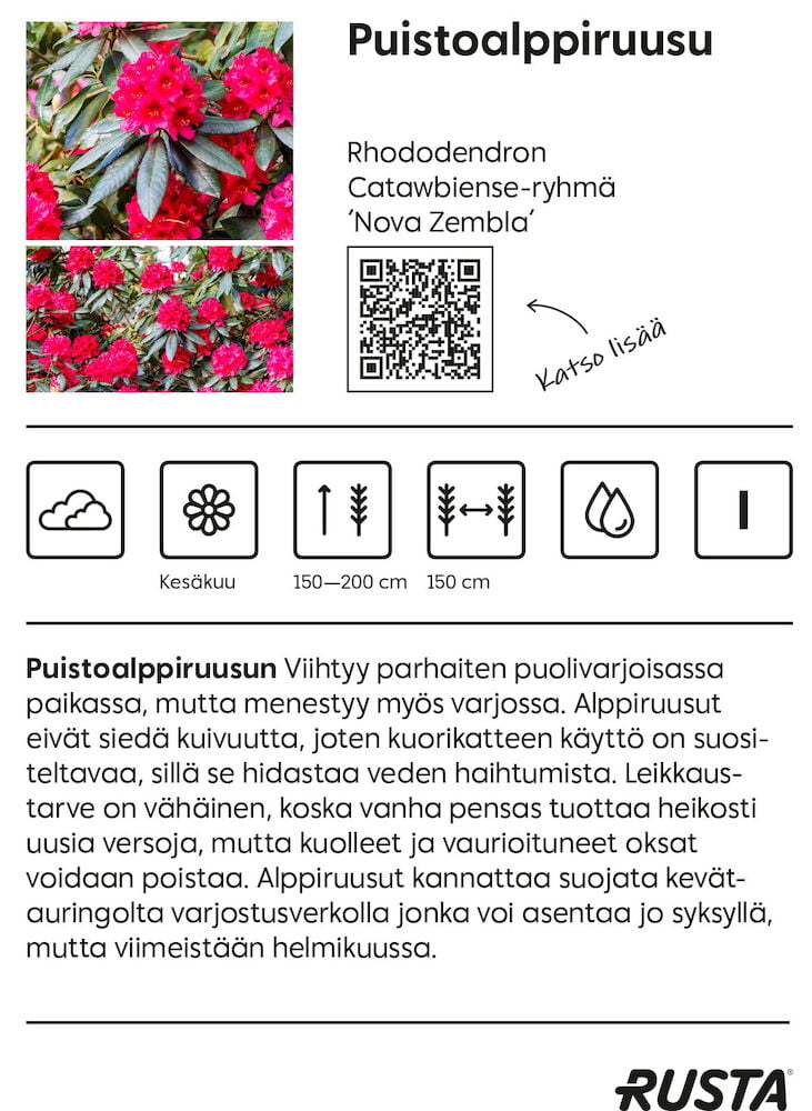 Alppiruusu pensas, jossa on punakukkaiset kukat ja tummanvihreät lehdet.