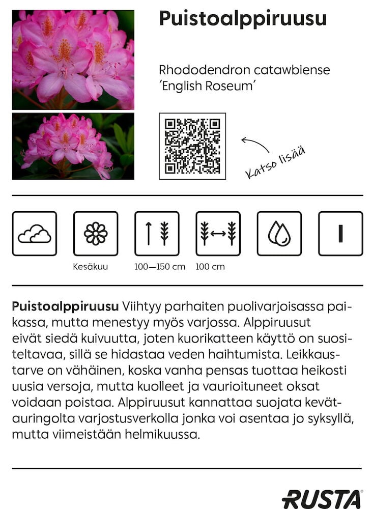 Kaksi vaaleanpunaista kukkivaa alppiruusun pensasta lähikuvassa.