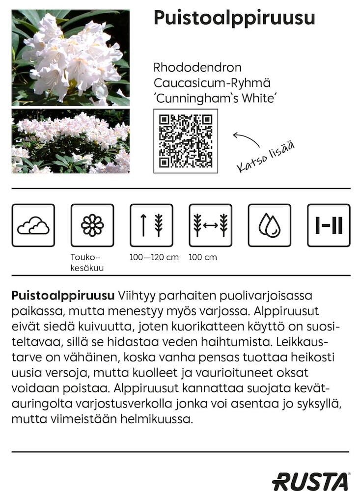 Alppiruusupensas, jossa valkoisia kukkia vihreiden lehtien keskellä ulkona.