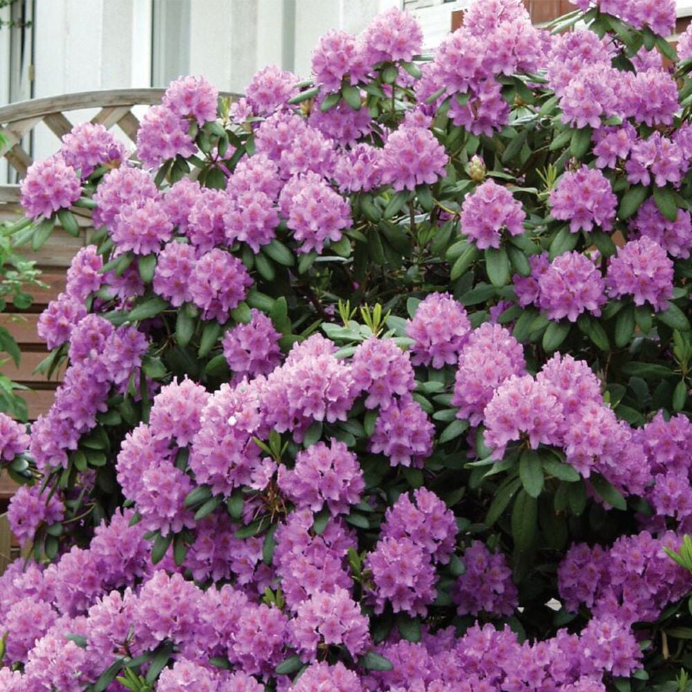 Lila kukkiva alppiruusupensas ulkona puutarhassa.