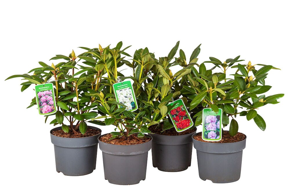 Neljä alppiruusupensasta ruukuissa rivissä.