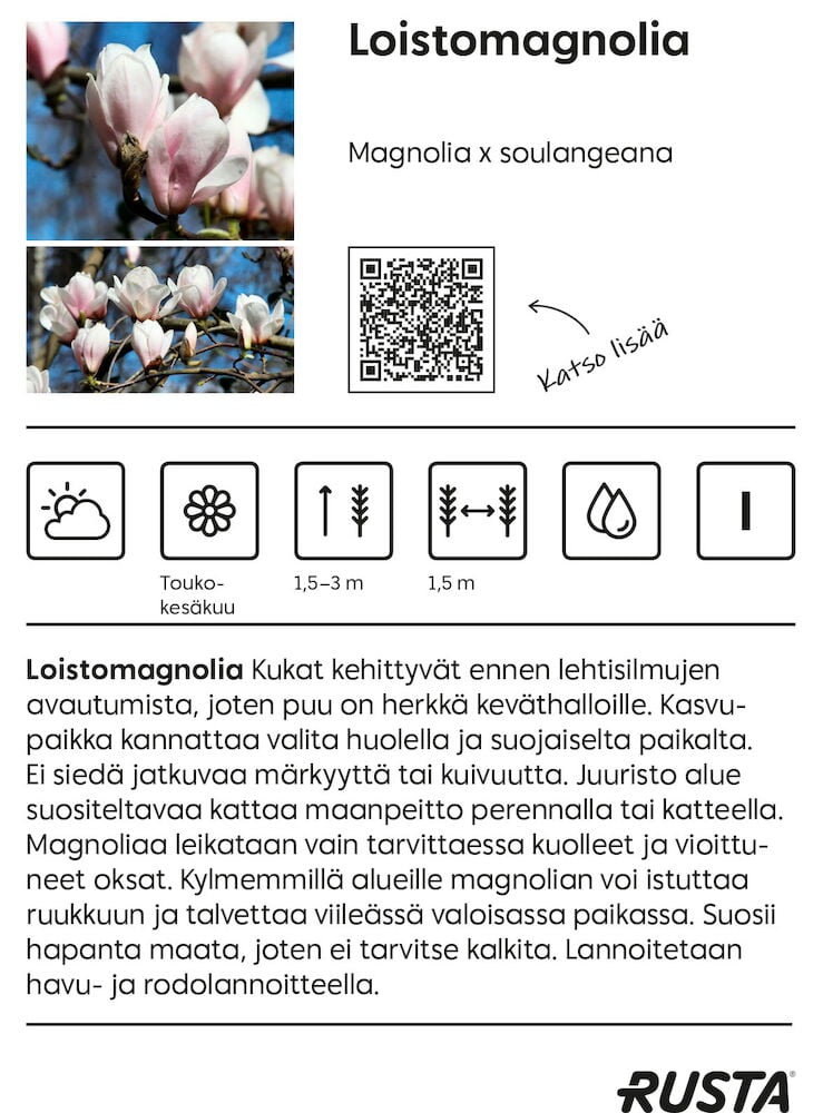 Vaaleanpunaiset magnoliakukat puun oksilla ulkona