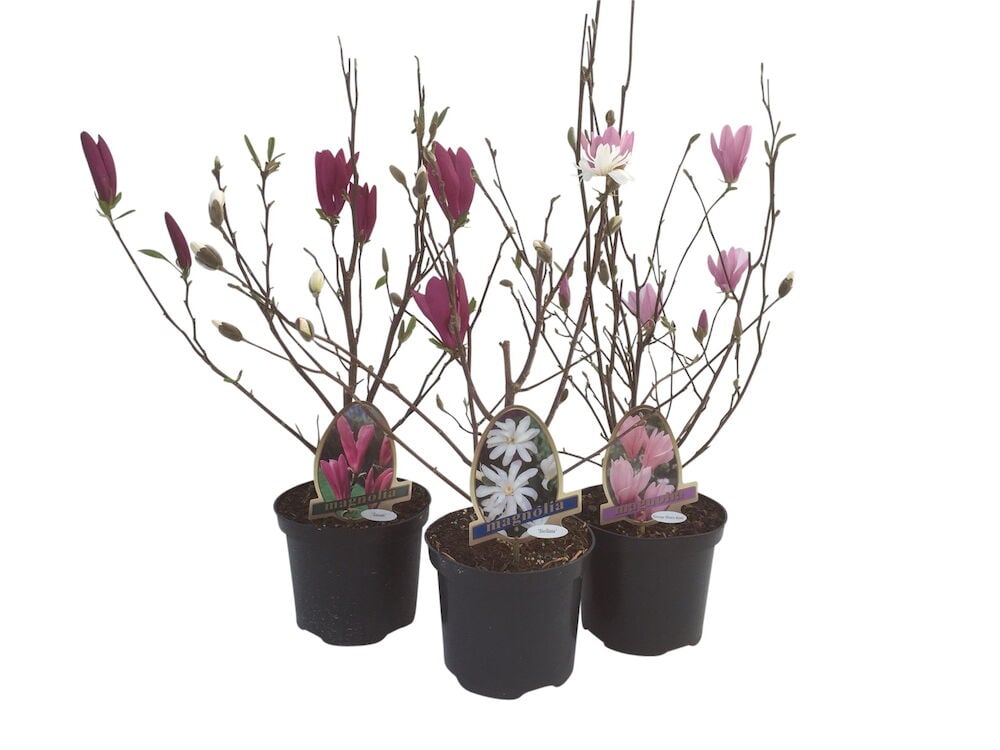 Kolme magnoliapensasta mustissa ruukuissa etiketteineen.