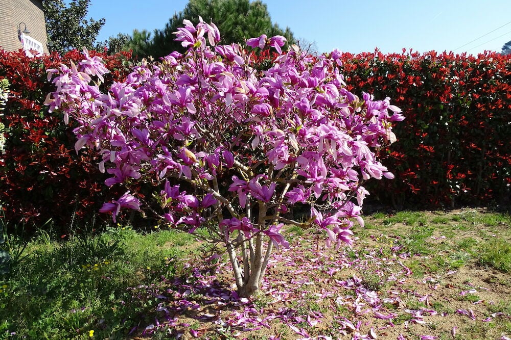 Vaaleanvioletti magnoliapensas puutarhassa keväällä.