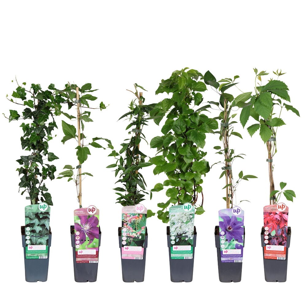 Kuusi erilaista ruukkua ulkokasveilla.